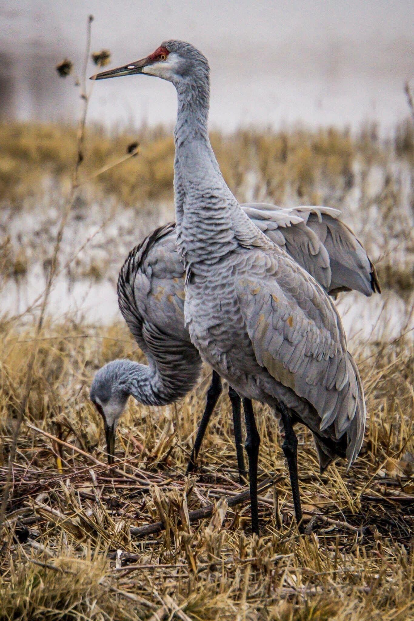A heron standing in a marshy area with dry reeds.