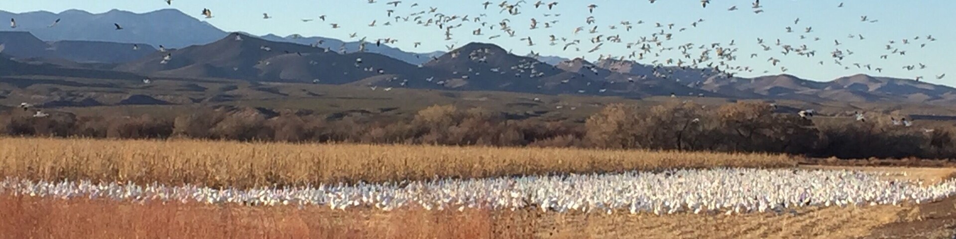 All year round, the Bosque Del Apache is filled with various birds that make this their home or stopping point along the path of migration.