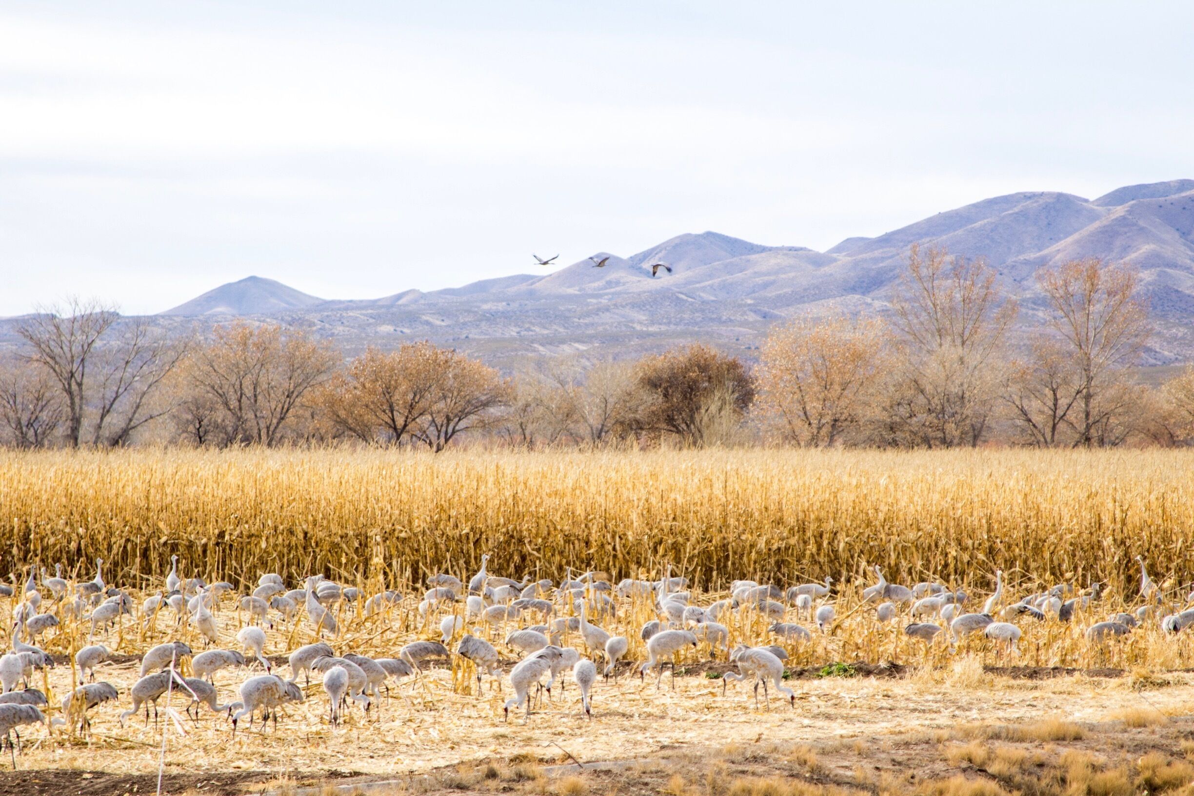 New Year’s Eve at Bosque Del Apache.