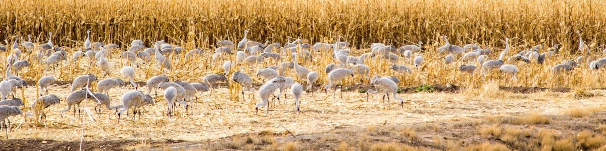 New Year’s Eve at Bosque Del Apache.