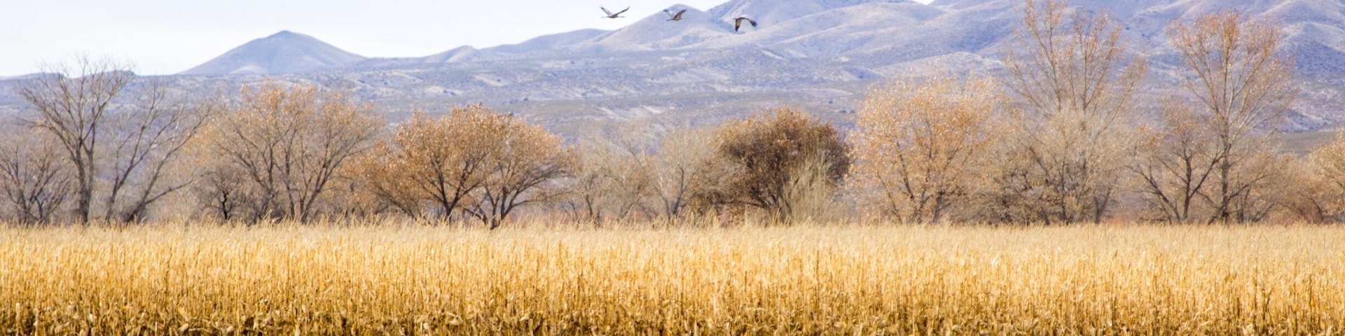 New Year’s Eve at Bosque Del Apache.