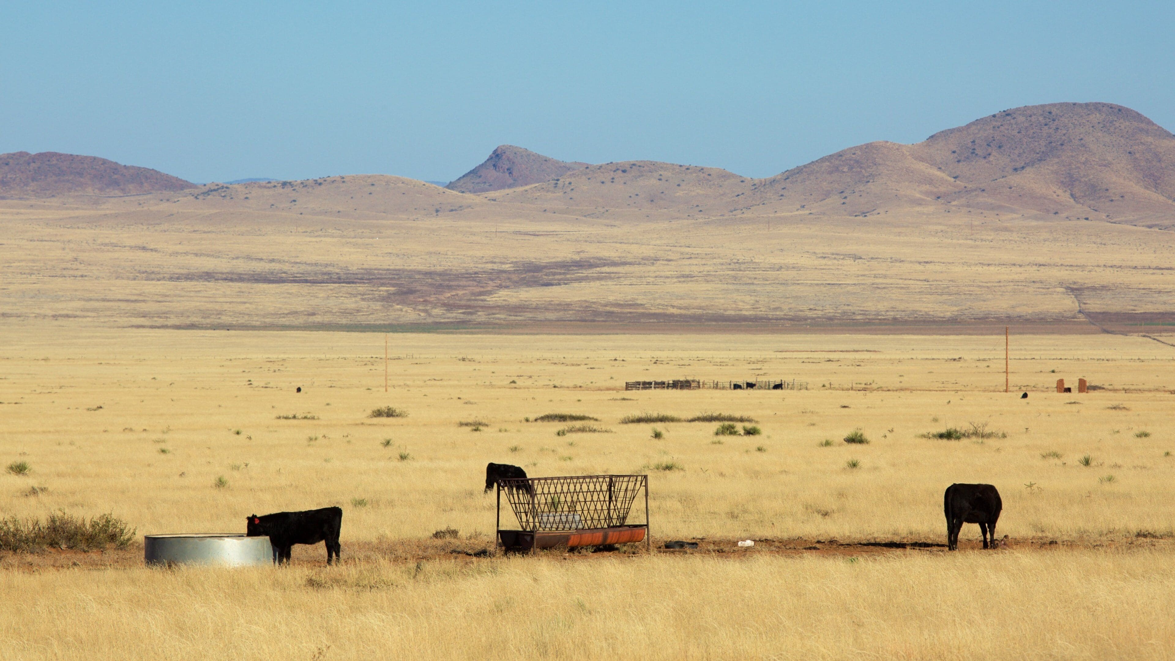 Socorro showing farmland and land animals