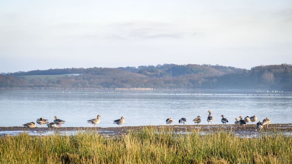 Geese by a lake in the spring with green grass