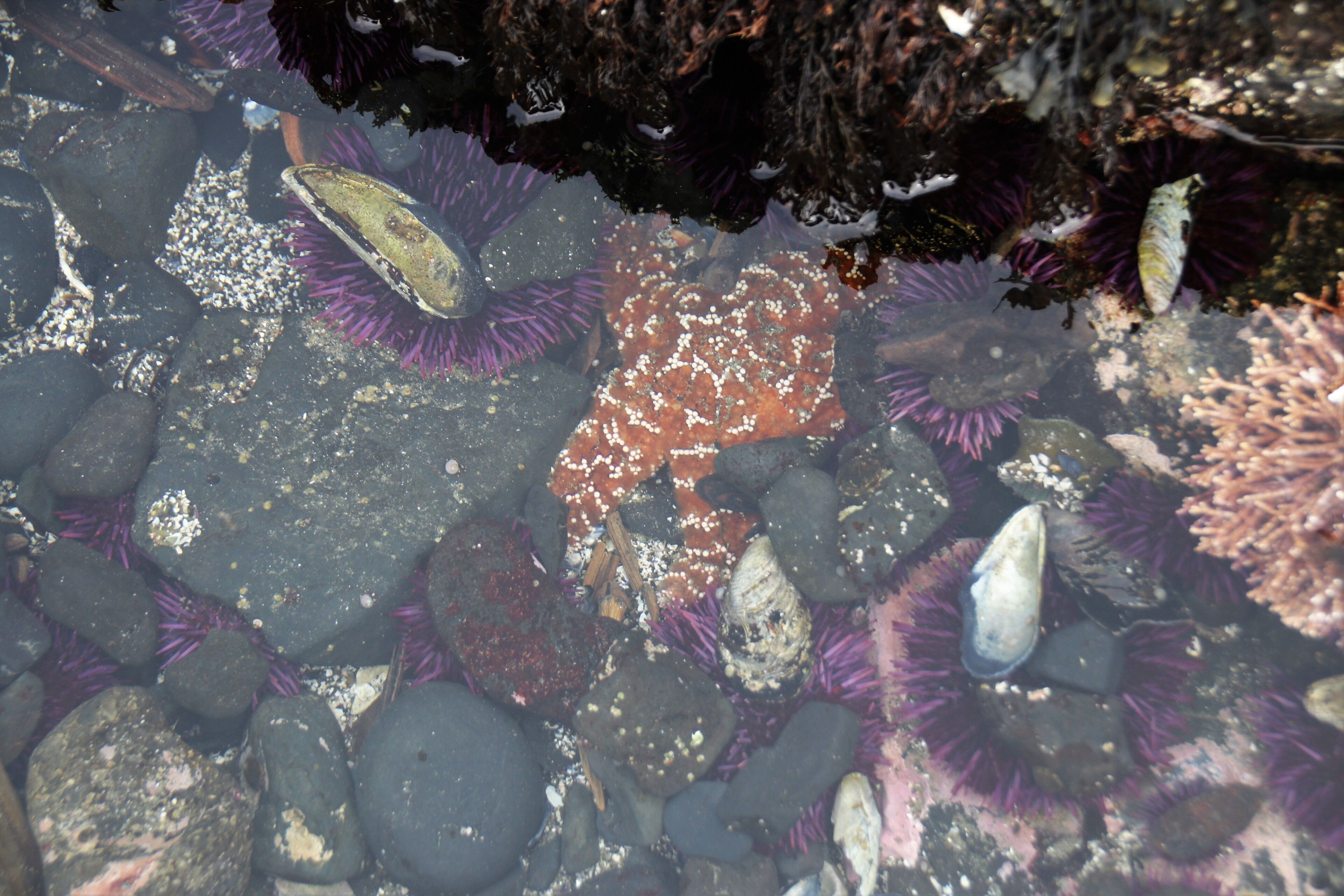 The tide pools are fun to explore but your footing must be steady.  There's lots to see when the tide is out, plus the lighthouse is at the top of the cliff, along with nesting birds.