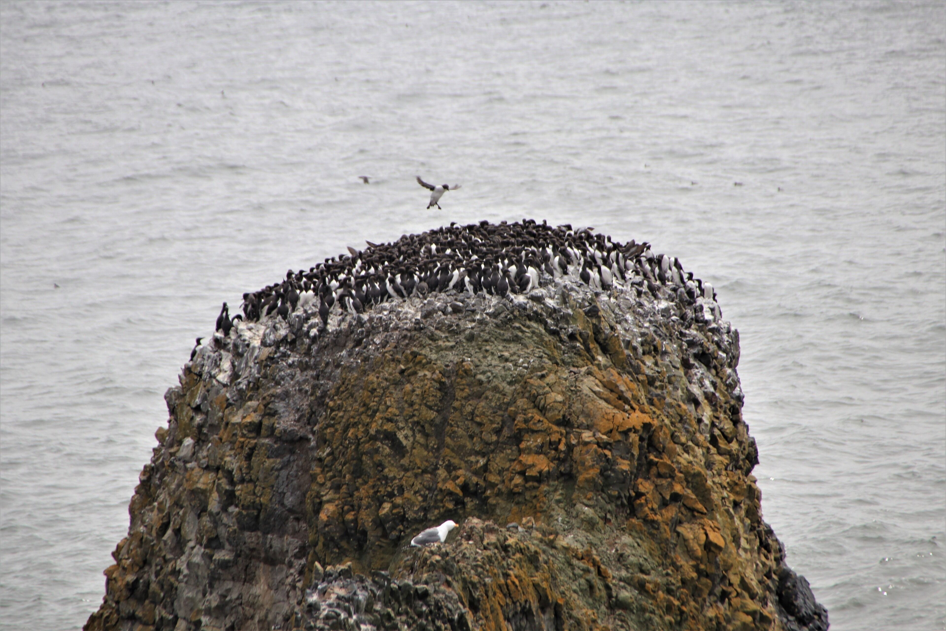 Viewed from the lighthouse path you can see large colonies of common murres, cormorants and a few seagulls,  on top of haystacks nesting. During June the mother pushes the chick into the ocean where their dad is waiting below to teach them to swim and hunt.  Many don't make the ocean....it's a long fall down.