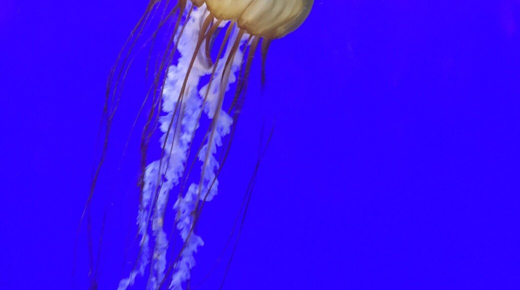 The jellyfish exhibit at the Oregon Coast Aquarium is one of the most magical exhibits. #blue
