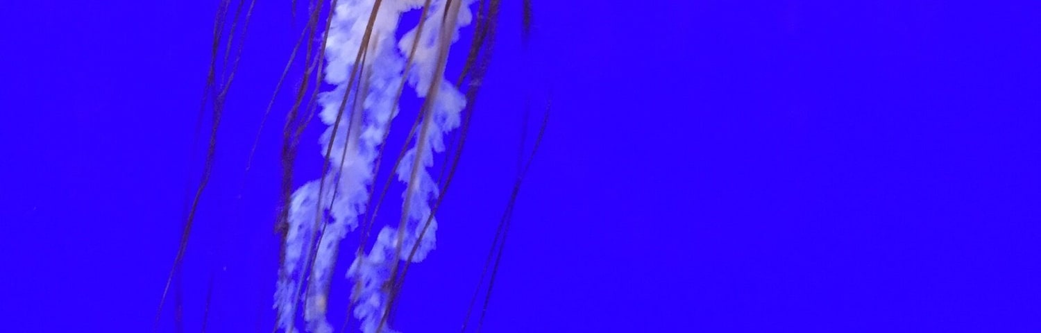 The jellyfish exhibit at the Oregon Coast Aquarium is one of the most magical exhibits. #blue