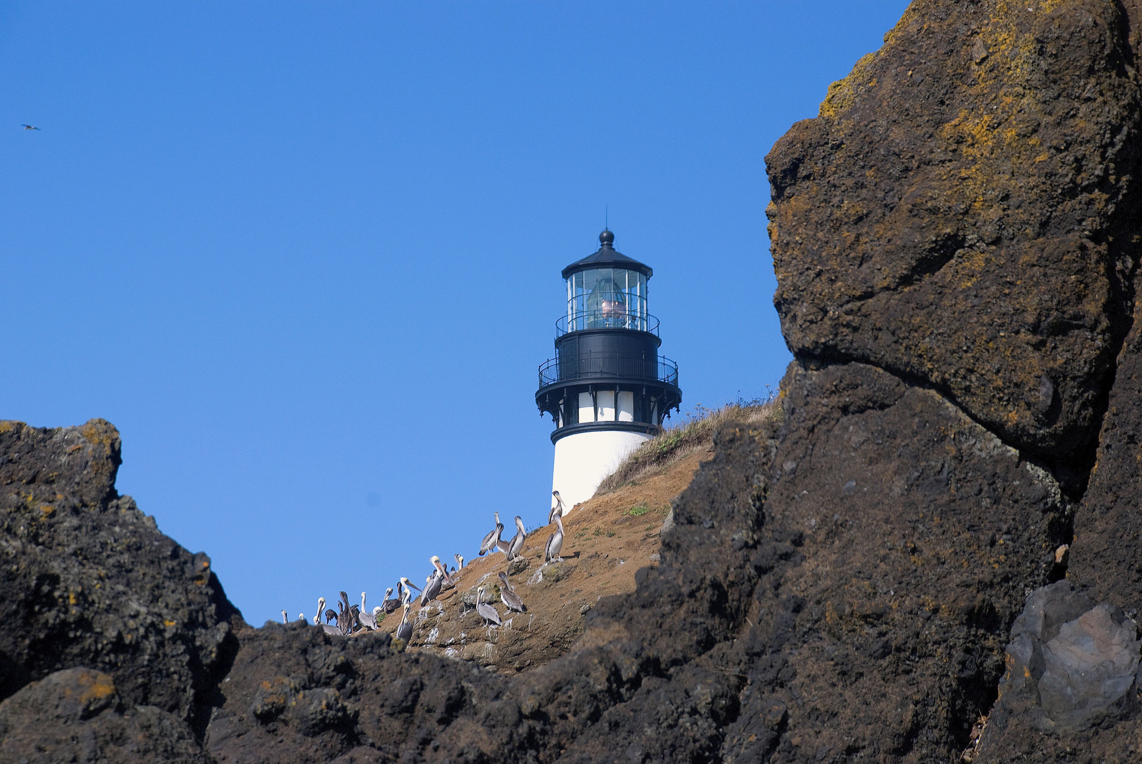 The tide was just right, and we climbed down the cliff to the beach.  This view of the lighthouse framed by the rocks with the pelicans basking in the sun made for an interesting perspective.
#outdoors
#travel
#lighthouse
#history