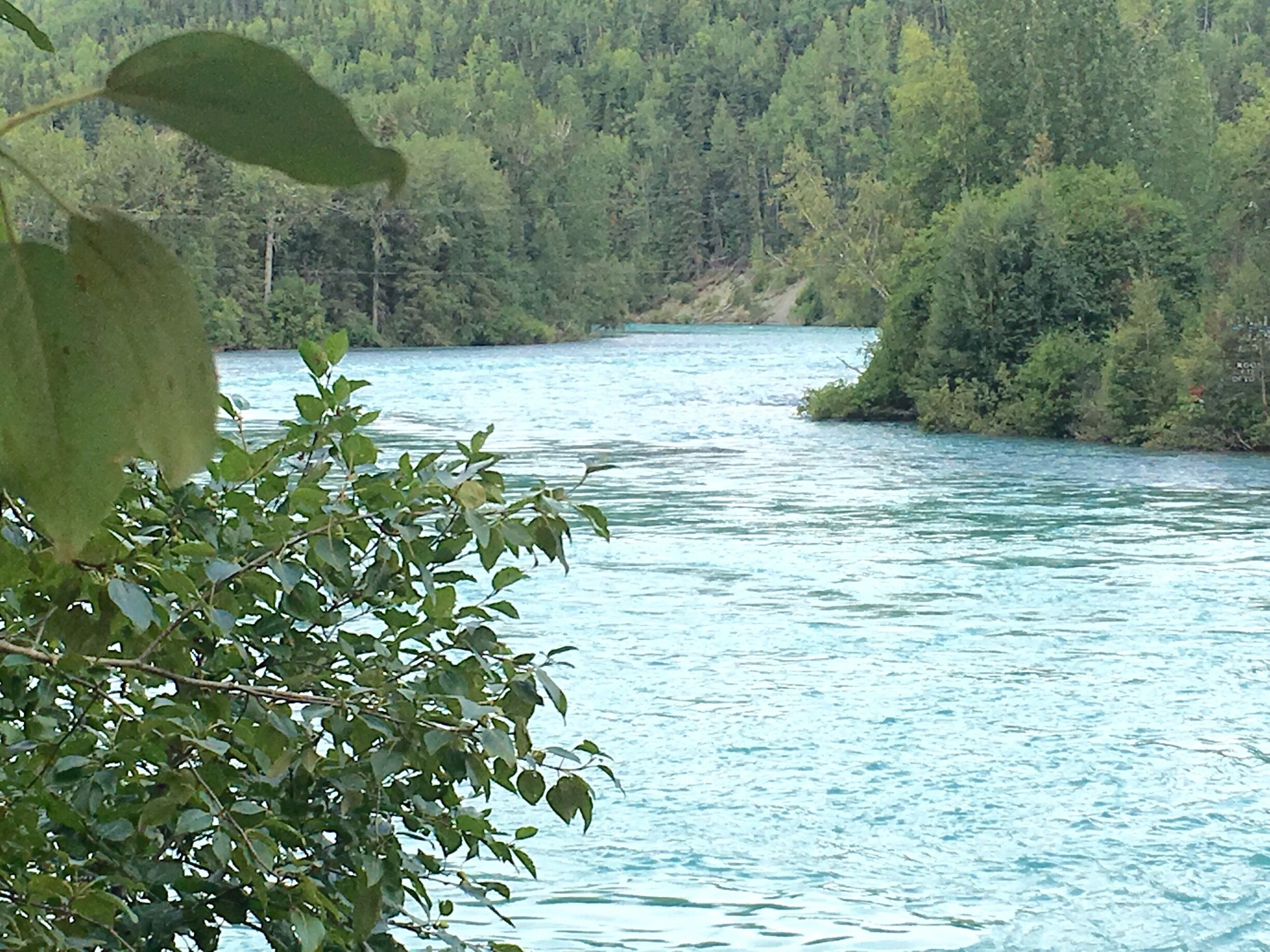 Did You Know: The Kenai River is the greatest salmon fishing river in the world, holding nearly two dozen current International Game Fish Association world records for three species of Salmon and other fish....