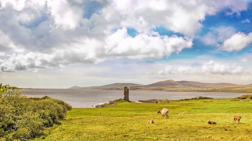 Panoramic landscape with an ocean coast and a meadow with cows