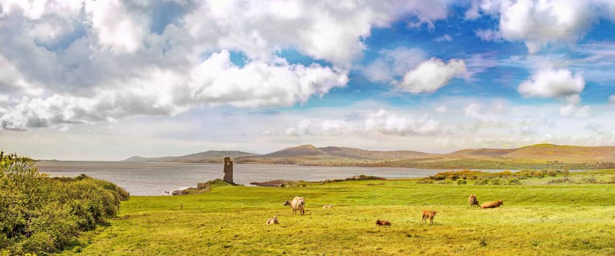 A coastal landscape with a ruined structure, grazing cows, and a distant mountain range.