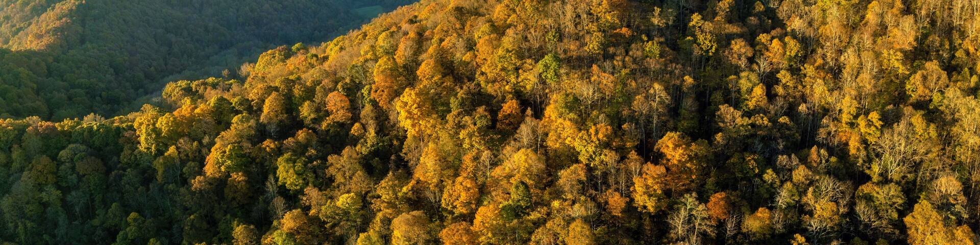 Sunset landscape of Appalachian mountains woods nature in fall season. Colorful forest with yellow canopies in autumn