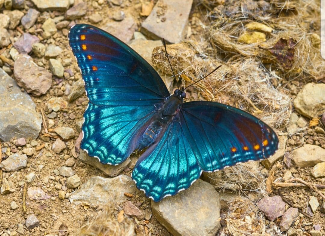 Beautiful butterfly find
