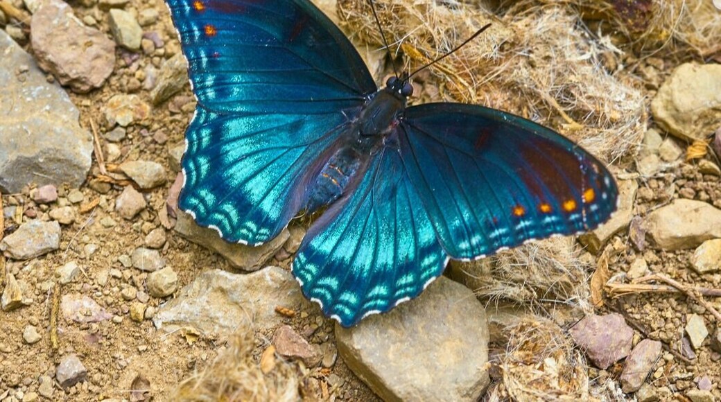 Beautiful butterfly find