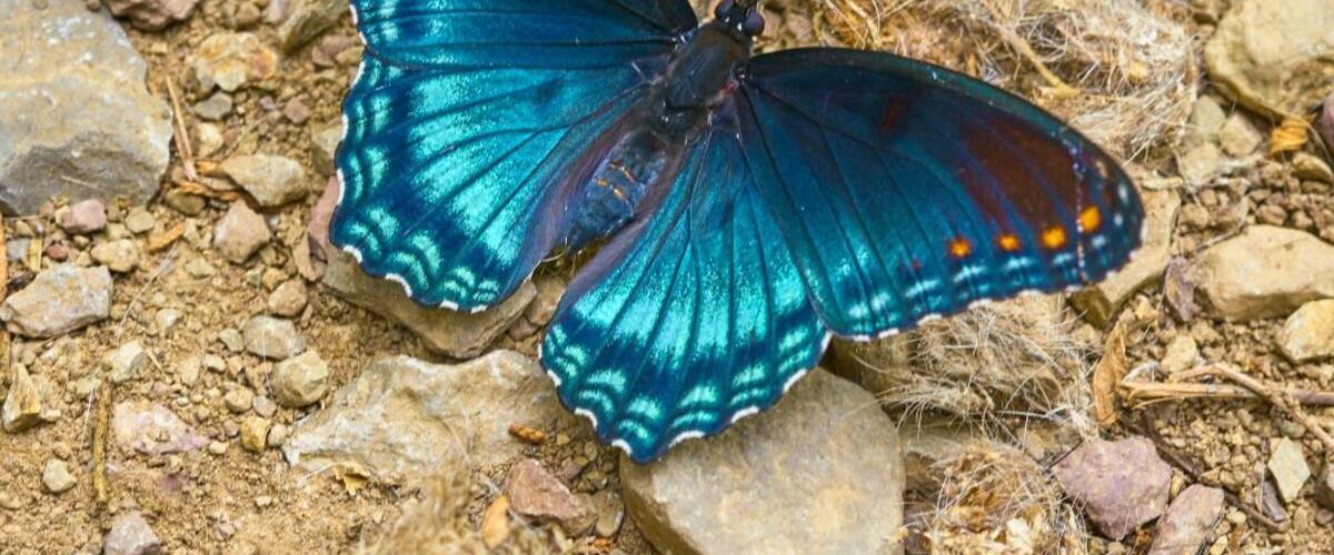 Beautiful butterfly find
