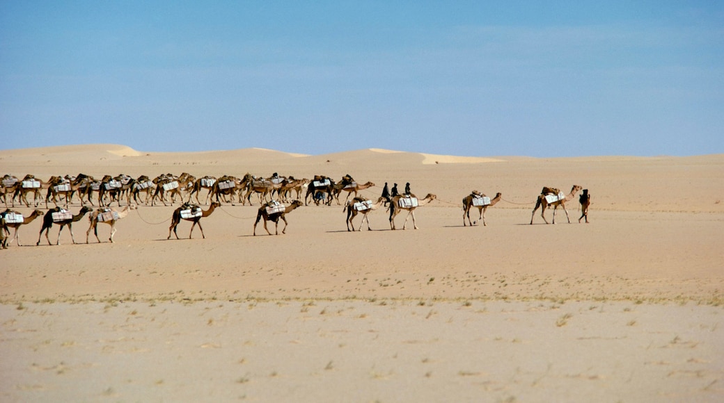 Camel train carrying salt, Taoudenni, Timbuktoo, Mali