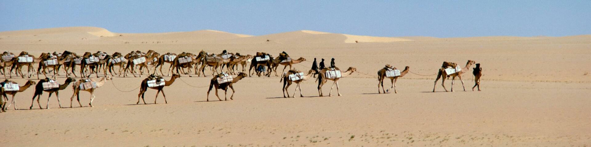 Camel train carrying salt, Taoudenni, Timbuktoo, Mali