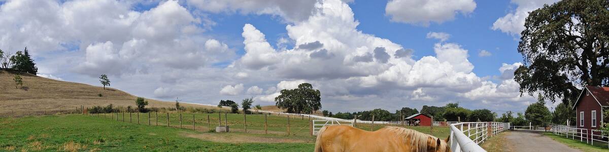 A foal lays next to her mother in corral, Oakdale, CA, USA