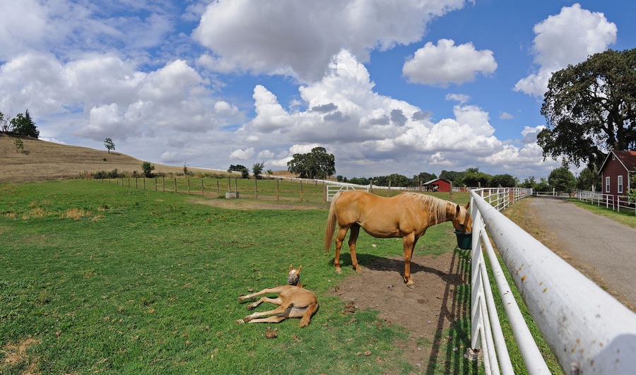 A foal lays next to her mother in corral,  Oakdale, CA, USA