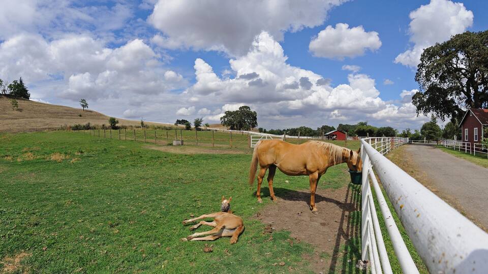 A foal lays next to her mother in corral, Oakdale, CA, USA