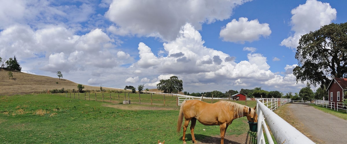 A foal lays next to her mother in corral, Oakdale, CA, USA