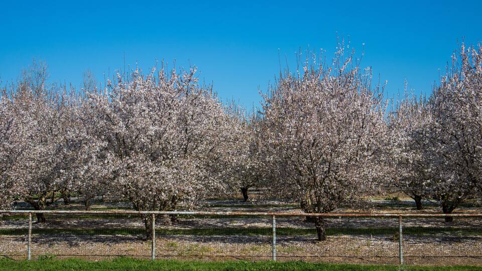 Almond Orchards with Spring Blossoms