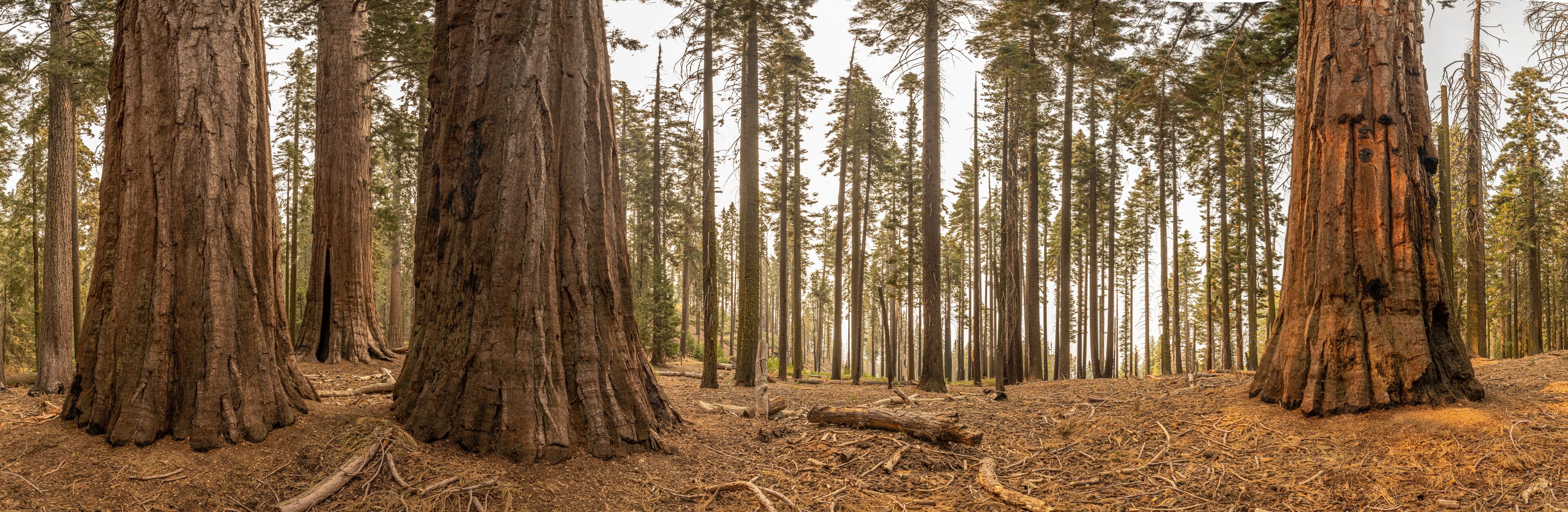 Muted Colors of Sequoia Trees On A Smoky Morning