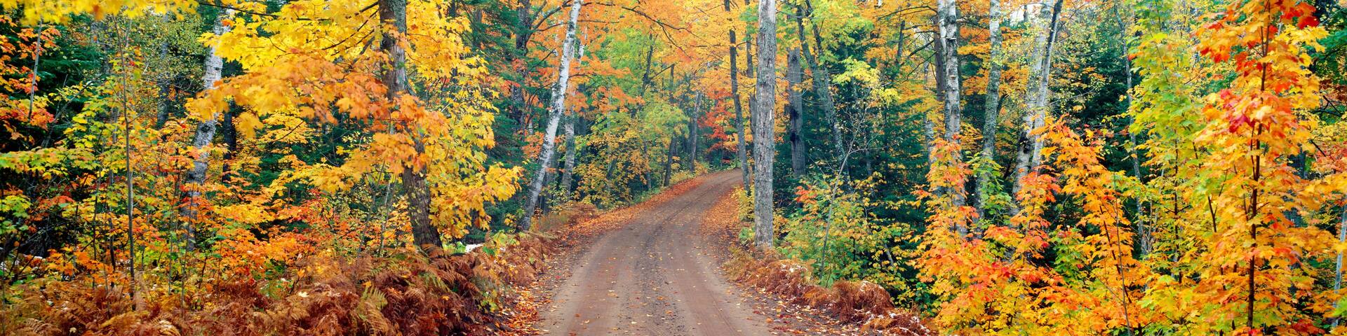 A dirt road flanked by trees with autumn foliage.