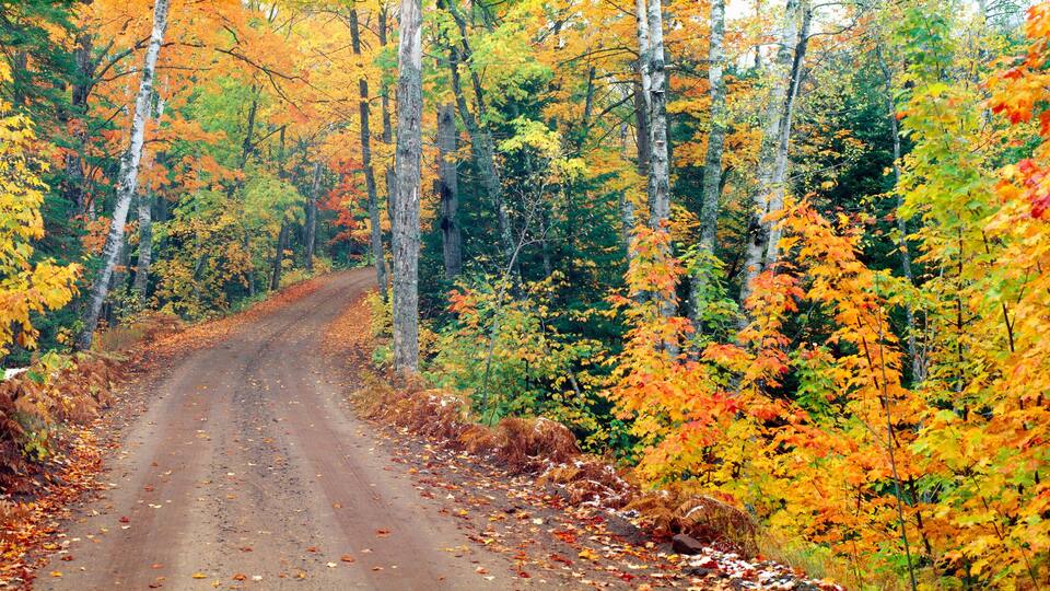 A dirt road flanked by trees with autumn foliage.