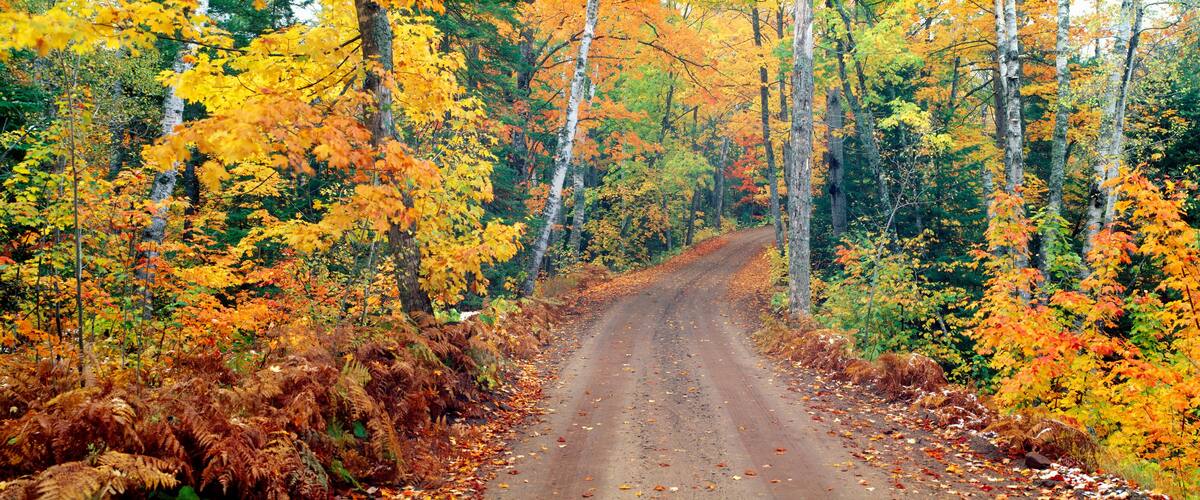 A dirt road flanked by trees with autumn foliage.