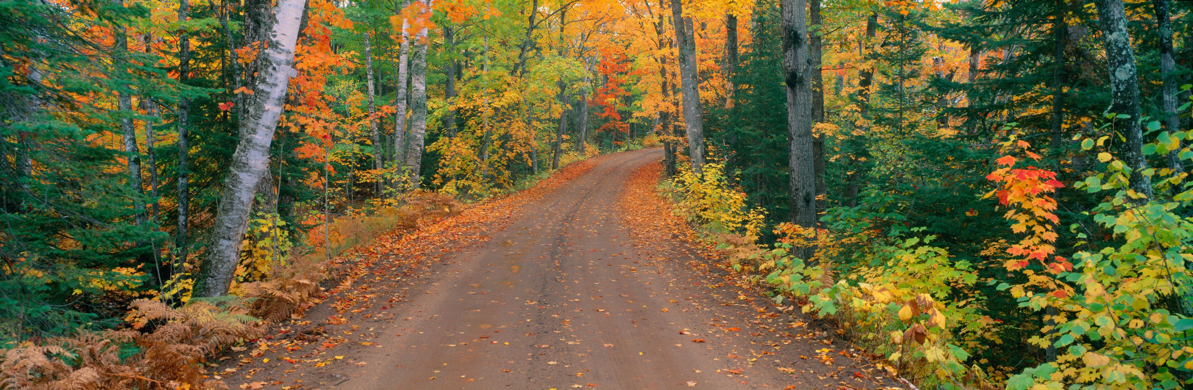A forest road surrounded by trees with autumn foliage.