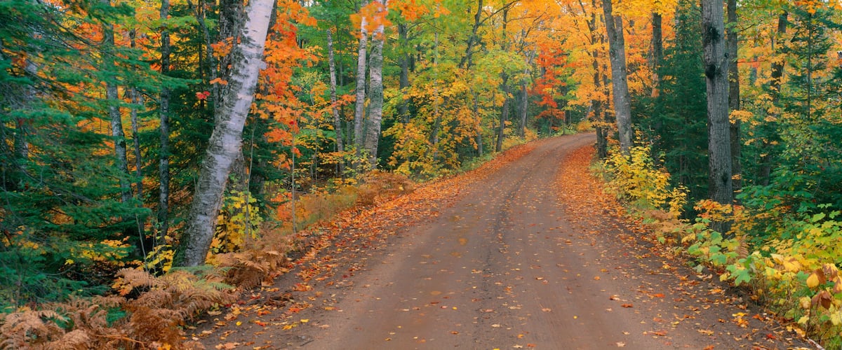 A forest road surrounded by trees with autumn foliage.
