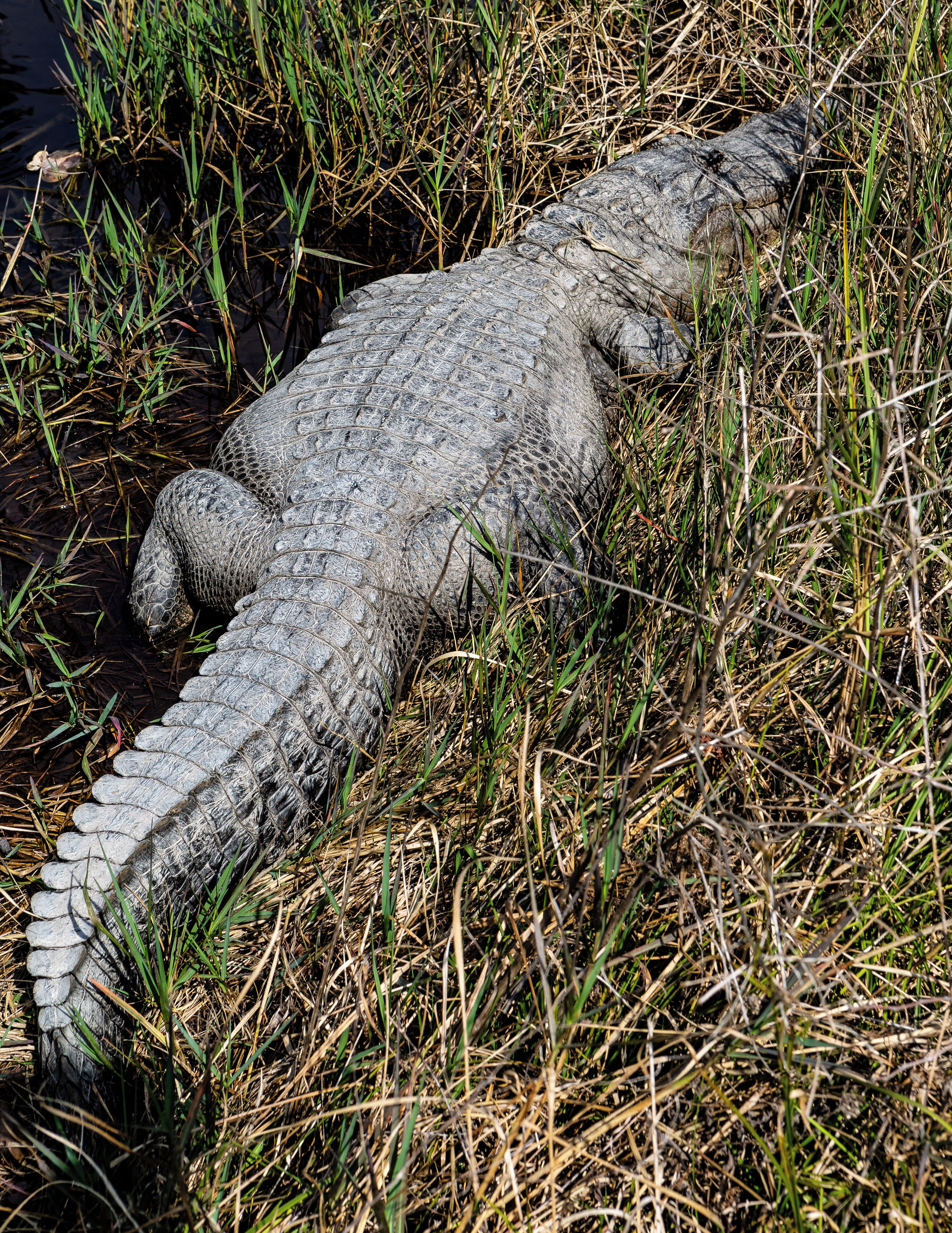 Even the gators were taking advantage of the warm sun today!