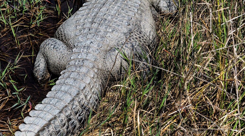 Even the gators were taking advantage of the warm sun today!