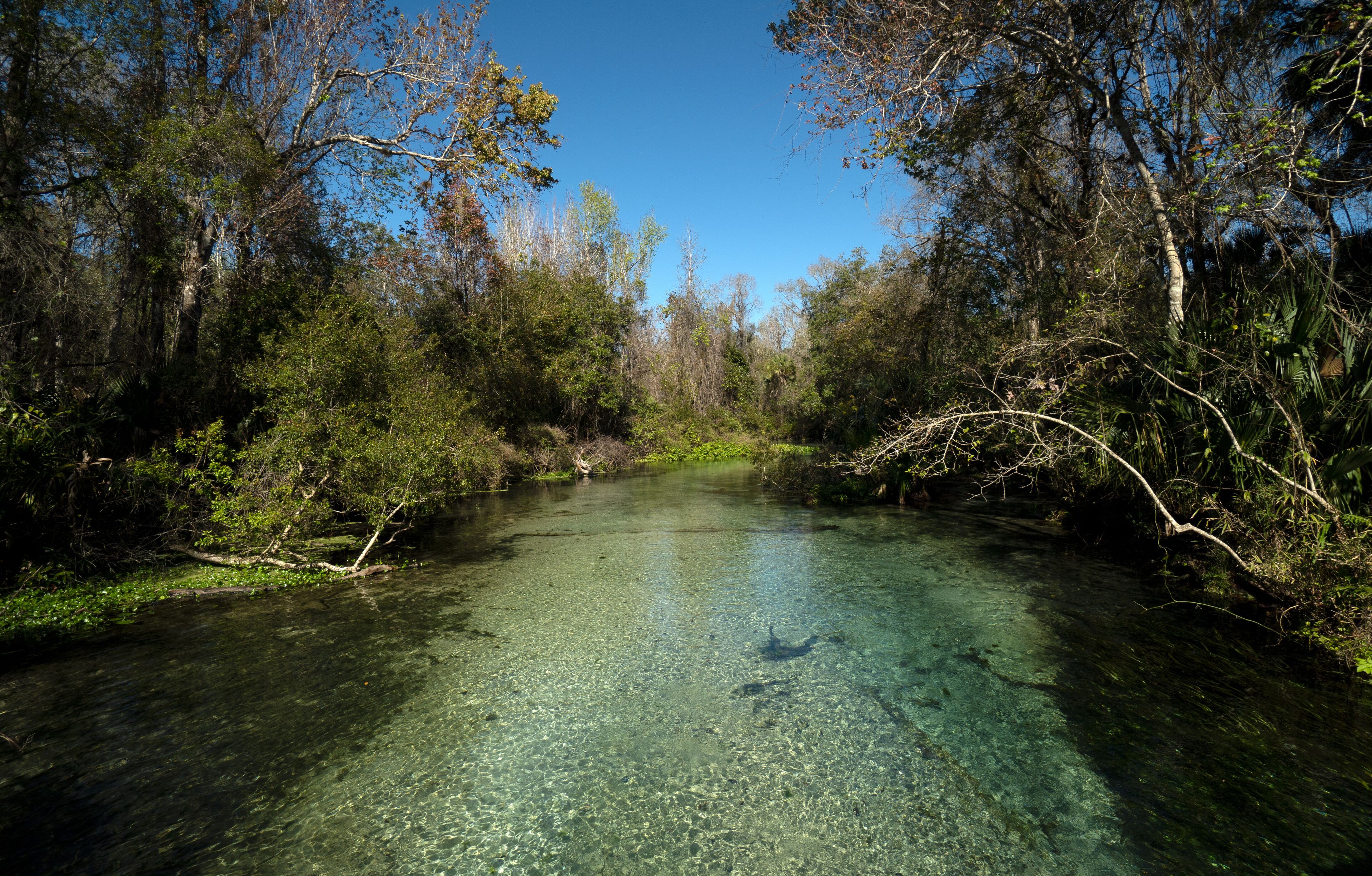 Kelly Park - Rock Springs in Apopka Florida which is about a 30-minute drive northwest of downtown Orlando.