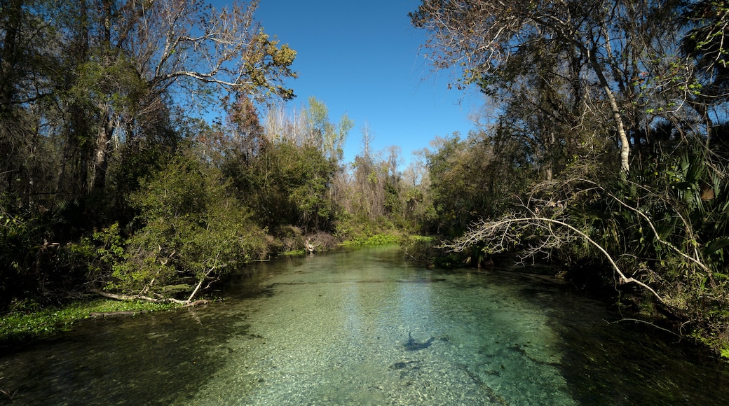 Kelly Park - Rock Springs in Apopka Florida which is about a 30-minute drive northwest of downtown Orlando.