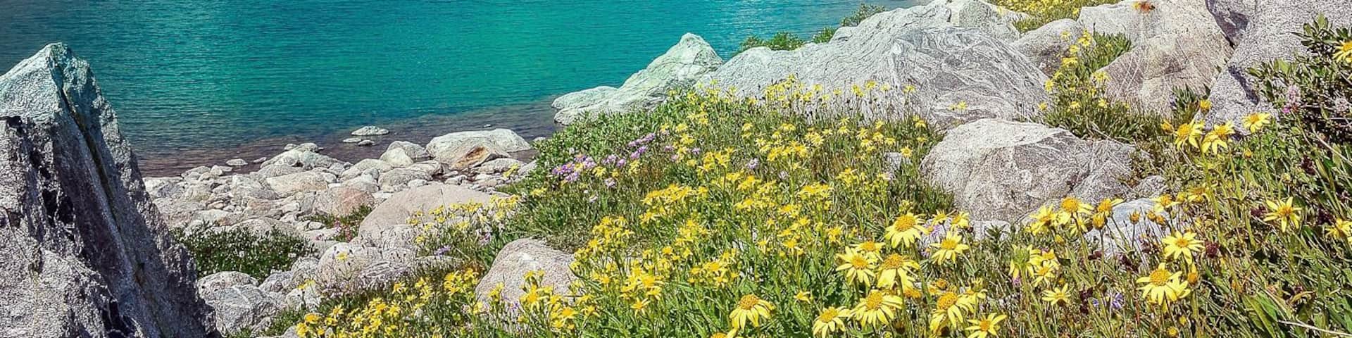 A mountain lake surrounded by rocky terrain and yellow wildflowers.