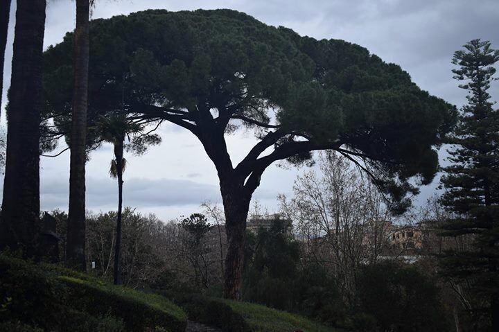 A garden of beautiful sightings and celebrating musicians.