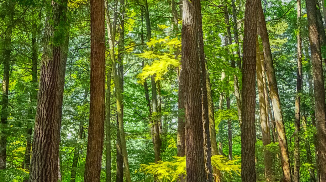 Cathedral Pines Old Growth Pine-Hemlock Stand In The Chequamegon-Nicolet National Forest, Oconto County, Wisconsin