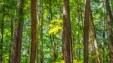 Cathedral Pines Old Growth Pine-Hemlock Stand In The Chequamegon-Nicolet National Forest, Oconto County, Wisconsin
