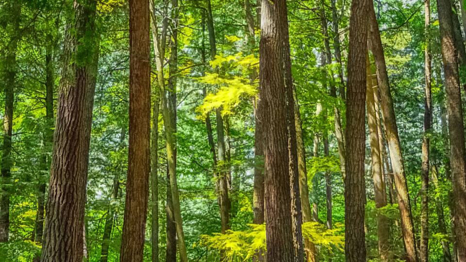 Cathedral Pines Old Growth Pine-Hemlock Stand In The Chequamegon-Nicolet National Forest, Oconto County, Wisconsin