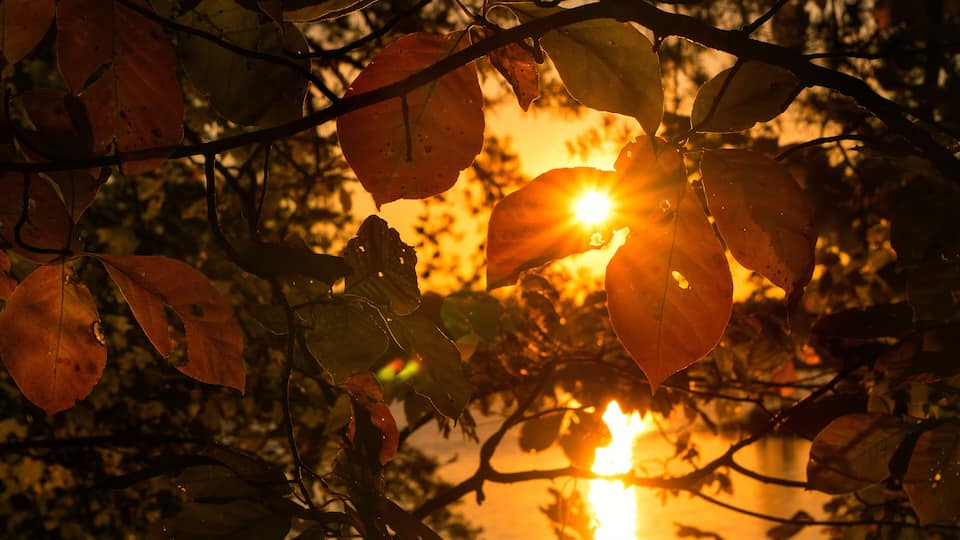 A sunset behind autumn leaves.