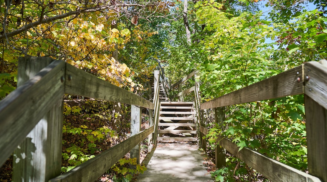 Wooden Bridge in the Forest Pathway in Starved Rock State Park Oglesby, Illinois