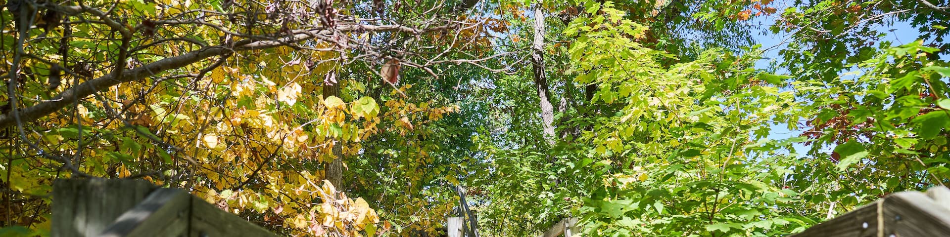 Wooden Bridge in the Forest Pathway in Starved Rock State Park Oglesby, Illinois
