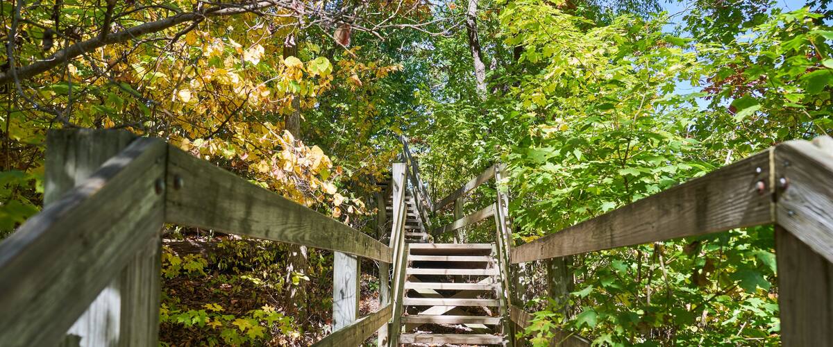 A wooden staircase surrounded by autumn foliage.