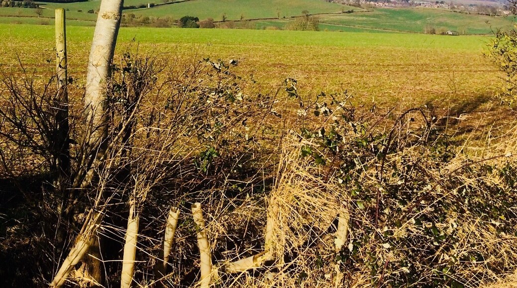 Beautiful day , Beautiful open country side in Northamptonshire..... perhaps spring has sprung a little early