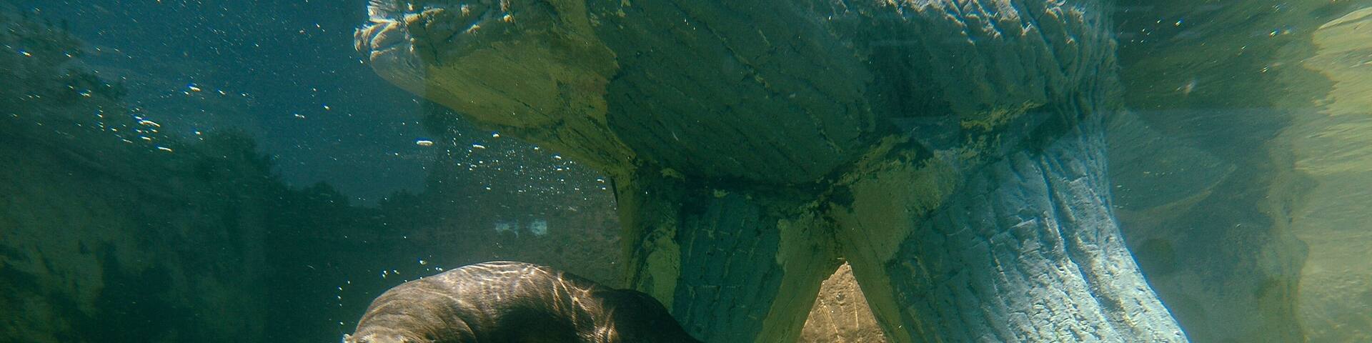 An underwater scene with a large rock formation and a seal swimming near it.