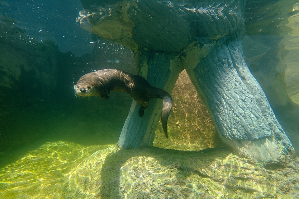 An underwater scene with a large rock formation and a seal swimming near it.