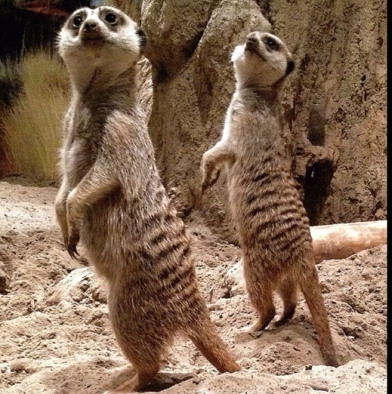 Yes, this place is suppose to be an aquarium, but they currently have a special exhibit on meerkats. You can watch as they run around their enclosure, dig in the dirt & play with their toys (which happens to be a bucket, but they love it anyways!). Their enclosure also has a bubble window where kids can crawl under to get to, so they can see the meerkats closer.
Now if anybody has seen them on tv, you know that they will occasionally stand on their hind legs in search of predators. The ones at the aquarium, have realized they are fairly safe, so they rarely do this, even if you tap on the glass, which they probably find very annoying by now! Thanks to the person next to me, I found that if you try popping your gum very loudly, all of them will stand straight up, which is how I was able to get this cute picture!