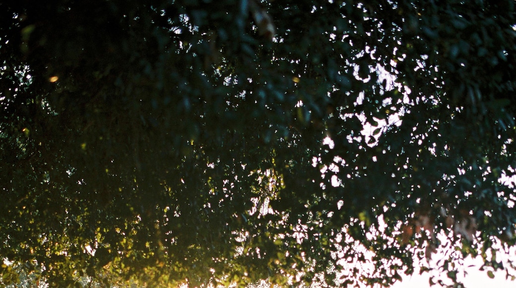 Ojai
